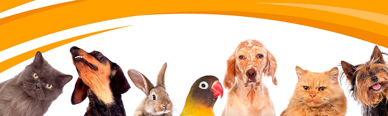 Cat, dog, parret, rabbit and other pets.